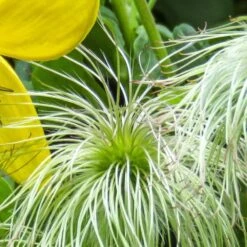 Clematis 'Bill MacKenzie' -Garden Plant Store pl0000000008 card2 lg