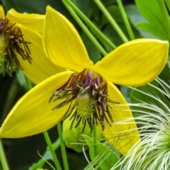 Clematis 'Bill MacKenzie' -Garden Plant Store pl0000000008 card3 lg