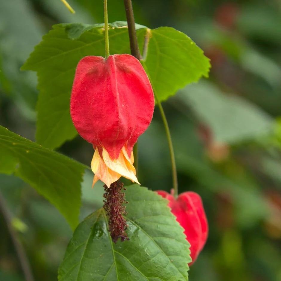 Abutilon megapotamicum Abutilon Megapotamicum -Garden Plant Store pl0000000017