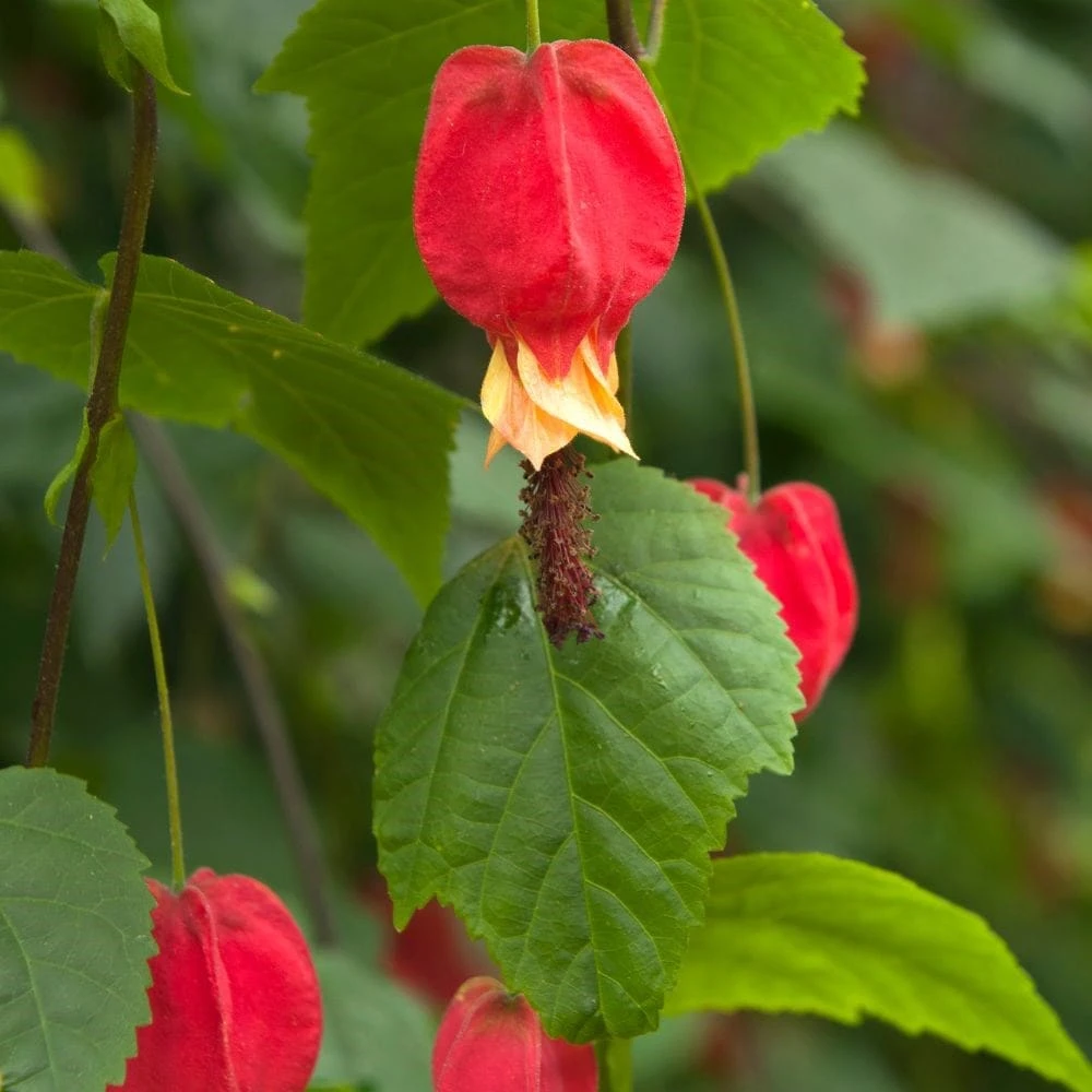 Abutilon megapotamicum Abutilon Megapotamicum -Garden Plant Store pl0000000017 card2 lg
