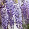 Wisteria Sinensis -Garden Plant Store pl0000000028