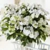 Hydrangea Runaway Bride Snow White ('USHYD0405') (PBR) 8 Hydrangea Runaway Bride Snow White ('USHYD0405') (PBR) -Garden Plant Store pl0000000032