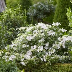Hydrangea Runaway Bride Snow White ('USHYD0405') (PBR) 1 Hydrangea Runaway Bride Snow White ('USHYD0405') (PBR) -Garden Plant Store pl0000000032 card2 lg