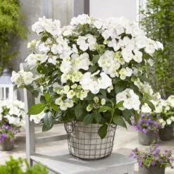 Hydrangea Runaway Bride Snow White ('USHYD0405') (PBR) 2 Hydrangea Runaway Bride Snow White ('USHYD0405') (PBR) -Garden Plant Store pl0000000032 card3 lg