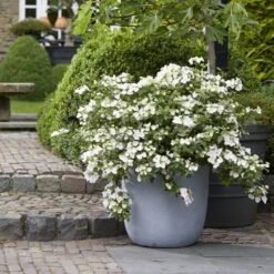 Hydrangea Runaway Bride Snow White ('USHYD0405') (PBR) 3 Hydrangea Runaway Bride Snow White ('USHYD0405') (PBR) -Garden Plant Store pl0000000032 card4 lg