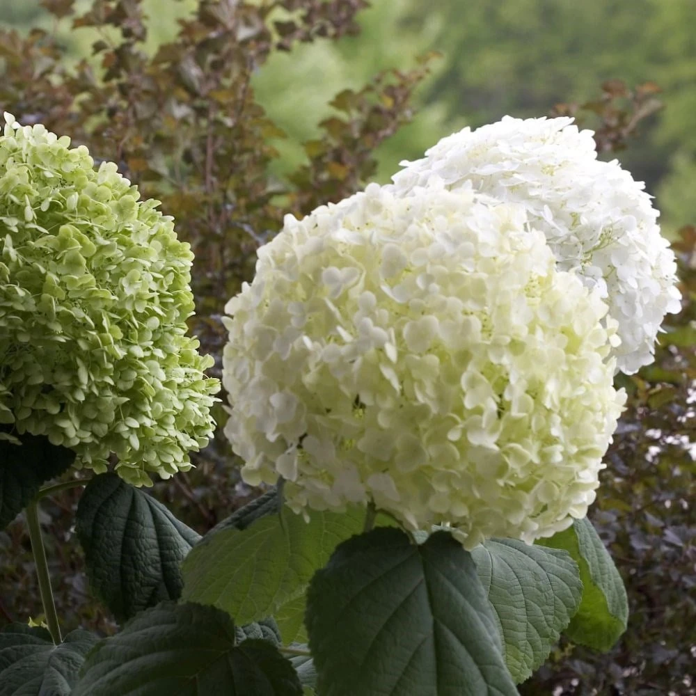 Hydrangea arborescens Strong Annabelle ('Abetwo') (PBR) Hydrangea Arborescens Strong Annabelle ('Abetwo') (PBR) -Garden Plant Store pl0000000033 card5 lg