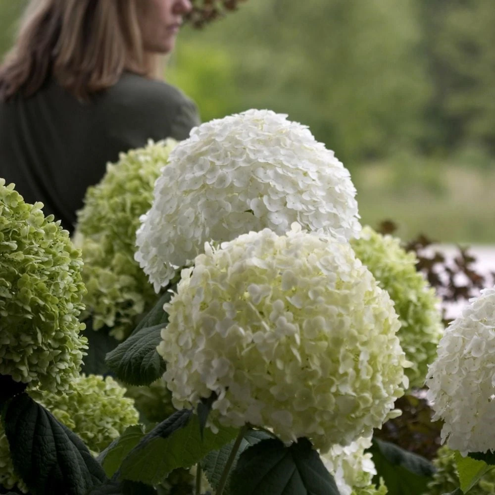 Hydrangea arborescens Strong Annabelle ('Abetwo') (PBR) Hydrangea Arborescens Strong Annabelle ('Abetwo') (PBR) -Garden Plant Store pl0000000033 card6 lg