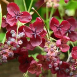 Akebia Quinata -Garden Plant Store pl0000000225 card3 lg