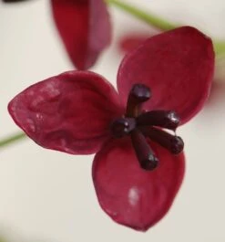 Akebia Quinata -Garden Plant Store pl0000000225 card4 lg