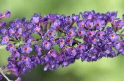 Buddleja Davidii 'Black Knight' -Garden Plant Store pl0000000413 card4 lg
