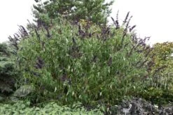 Buddleja Davidii 'Black Knight' -Garden Plant Store pl0000000413 card5 lg