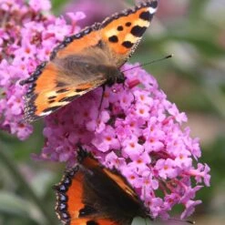 Buddleja 'Pink Delight' -Garden Plant Store pl0000000421 card3 lg