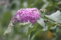 Buddleja 'Pink Delight' -Garden Plant Store pl0000000421 card4 lg