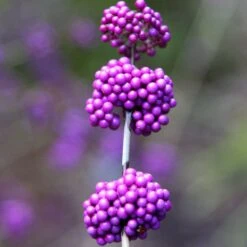 Callicarpa Bodinieri Var. Giraldii 'Profusion' -Garden Plant Store pl0000000582 card3 lg