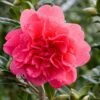 Camellia × Williamsii 'Anticipation' -Garden Plant Store pl0000000635