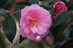 Camellia × Williamsii 'Donation' -Garden Plant Store pl0000000636 card3 lg