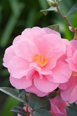 Camellia × Williamsii 'Donation' -Garden Plant Store pl0000000636 card4 lg