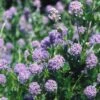 Ceanothus 'Autumnal Blue' -Garden Plant Store pl0000000709