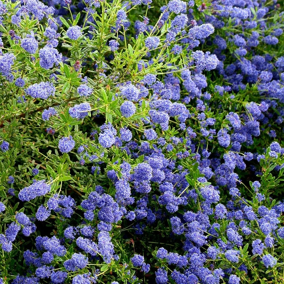 Ceanothus 'Concha' Ceanothus 'Concha' -Garden Plant Store pl0000000714