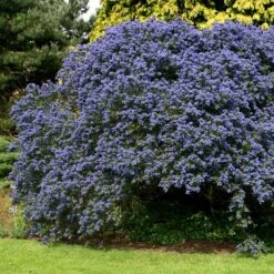 Ceanothus 'Concha' 1 Ceanothus 'Concha' -Garden Plant Store pl0000000714 card2 lg