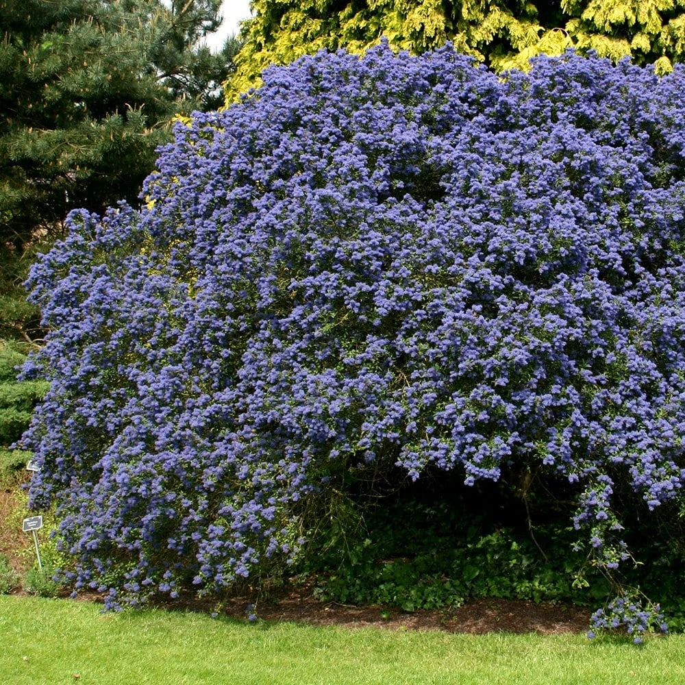 Ceanothus 'Concha' Ceanothus 'Concha' -Garden Plant Store pl0000000714 card2 lg
