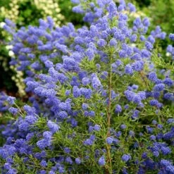 Ceanothus 'Concha' 3 Ceanothus 'Concha' -Garden Plant Store pl0000000714 card4 lg