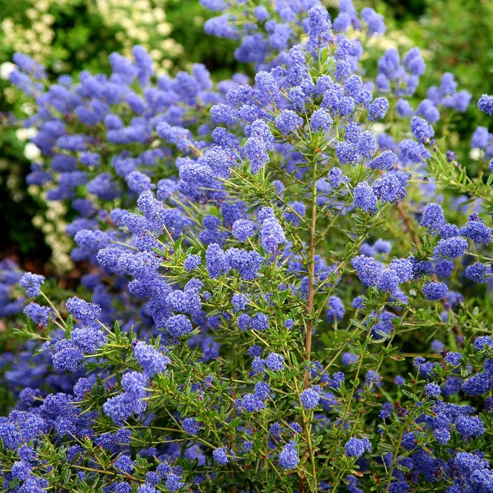 Ceanothus 'Concha' Ceanothus 'Concha' -Garden Plant Store pl0000000714 card4 lg
