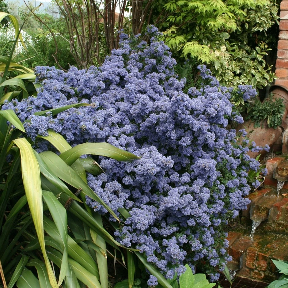 Ceanothus 'Puget Blue' Ceanothus 'Puget Blue' -Garden Plant Store pl0000000721