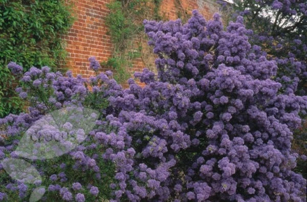 Ceanothus 'Puget Blue' Ceanothus 'Puget Blue' -Garden Plant Store pl0000000721 card2 lg