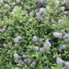 Ceanothus Thyrsiflorus Var. Repens -Garden Plant Store pl0000000727