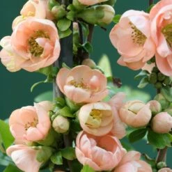 Chaenomeles Speciosa 'Geisha Girl'