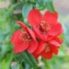Chaenomeles × Superba 'Crimson And Gold' -Garden Plant Store pl0000000780