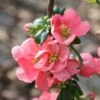 Chaenomeles × Superba 'Pink Lady' -Garden Plant Store pl0000000784