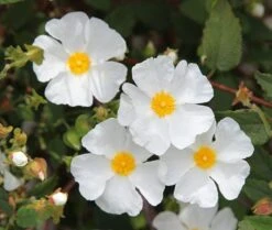 Cistus × Hybridus -Garden Plant Store pl0000000832 card3 lg