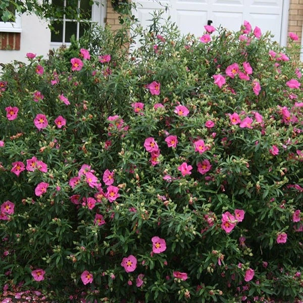 Cistus × purpureus Cistus × Purpureus -Garden Plant Store pl0000000848 card2 lg