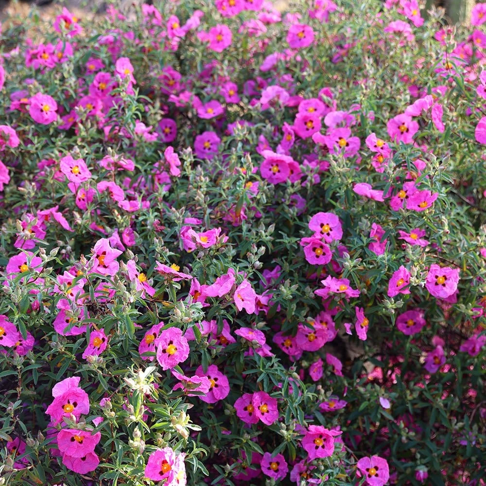 Cistus × purpureus Cistus × Purpureus -Garden Plant Store pl0000000848 card3 lg