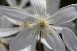 Clematis Armandi 'Snowdrift' -Garden Plant Store pl0000000865 card3 lg