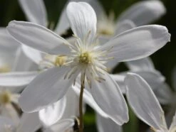 Clematis Armandi 'Snowdrift' -Garden Plant Store pl0000000865 card4 lg