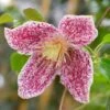 Clematis Cirrhosa Var. Purpurascens 'Freckles' -Garden Plant Store pl0000000872