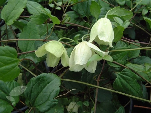 Clematis cirrhosa 'Wisley Cream' Clematis Cirrhosa 'Wisley Cream' -Garden Plant Store pl0000000873 card2 lg