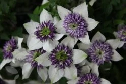 Clematis Florida Var. Florida 'Sieboldiana' 5 Clematis Florida Var. Florida 'Sieboldiana' -Garden Plant Store pl0000000882 card6 lg