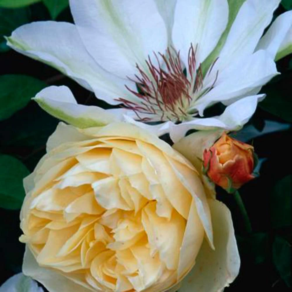 Clematis 'Henryi' Clematis 'Henryi' -Garden Plant Store pl0000000887 card2 lg