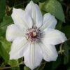 Clematis 'Miss Bateman' 4 Clematis 'Miss Bateman' -Garden Plant Store pl0000000899