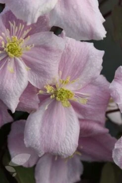 Clematis 'Elizabeth' -Garden Plant Store pl0000000901 card3 lg