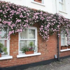 Clematis Montana Var. Rubens 'Tetrarose' -Garden Plant Store pl0000000904 card2 lg