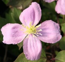 Clematis Montana Var. Rubens 'Tetrarose' -Garden Plant Store pl0000000904 card3 lg