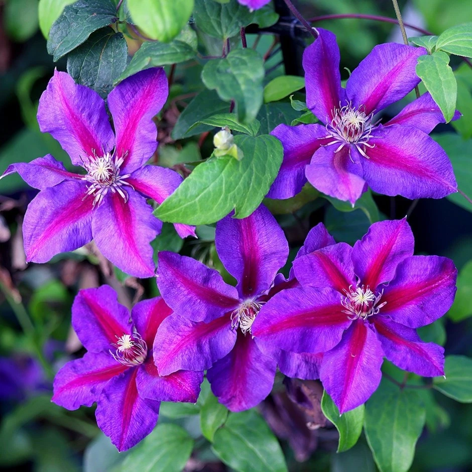 Clematis 'Mrs N. Thompson' Clematis 'Mrs N. Thompson' -Garden Plant Store pl0000000907