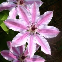 Clematis 'Nelly Moser'