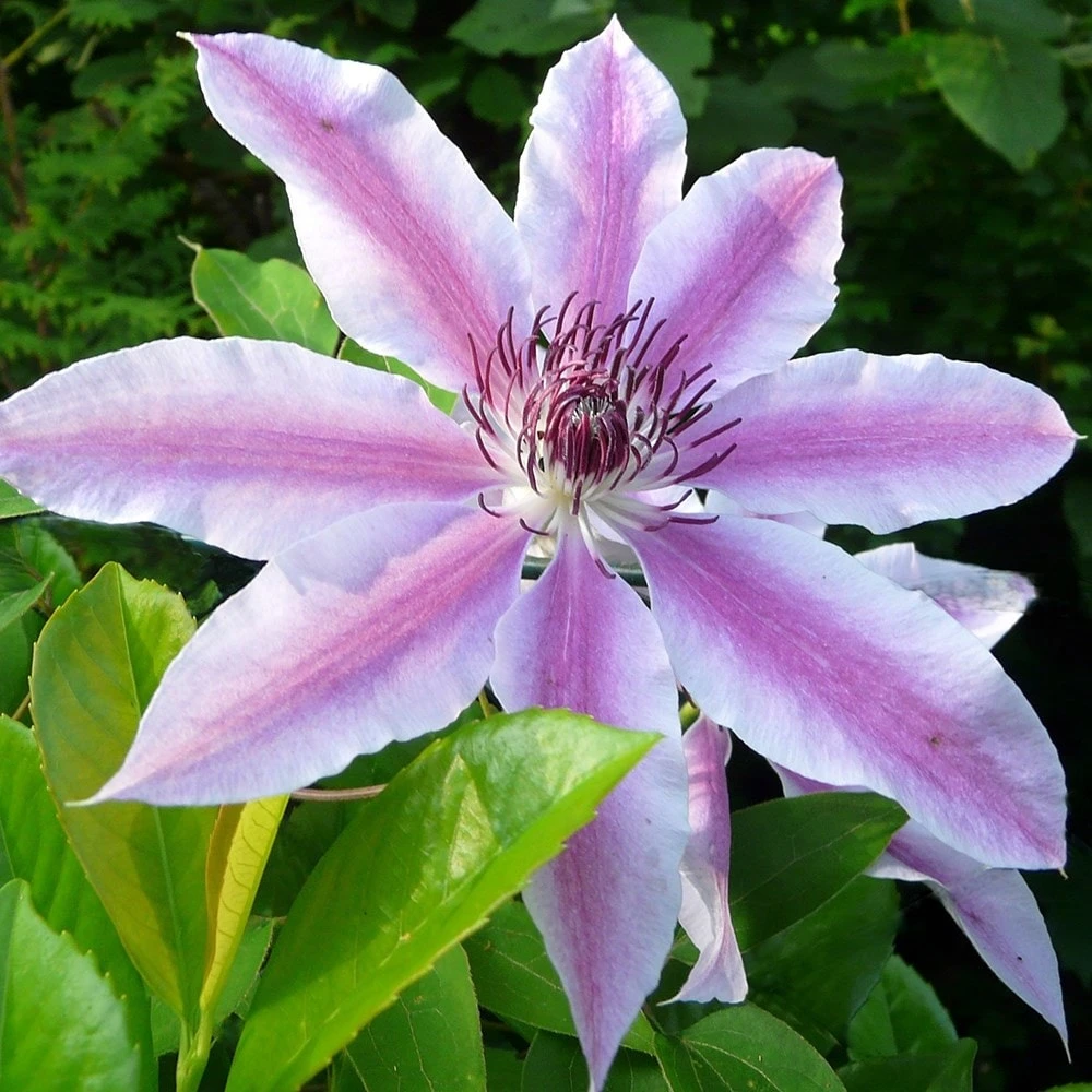 Clematis 'Nelly Moser' Clematis 'Nelly Moser' -Garden Plant Store pl0000000909 card2 lg