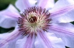 Clematis 'Nelly Moser' 2 Clematis 'Nelly Moser' -Garden Plant Store pl0000000909 card3 lg